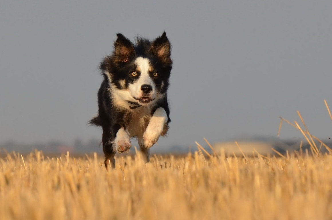 dog running fast