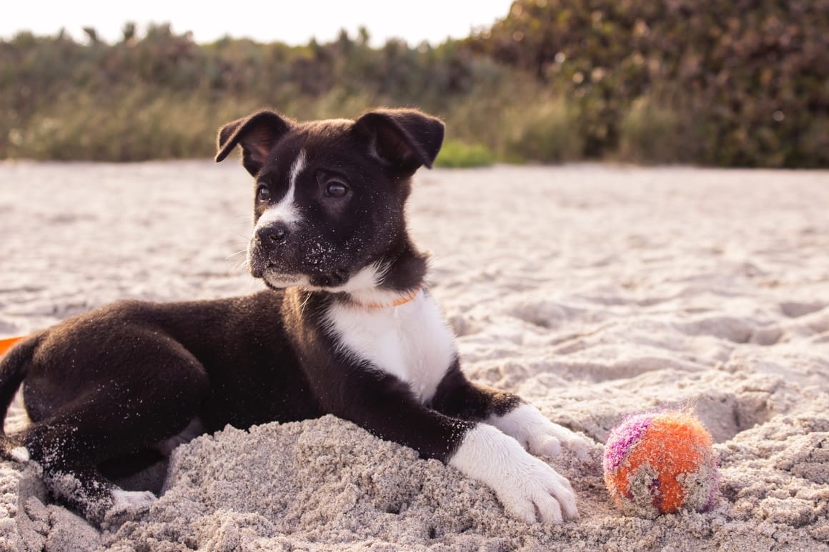 Dog with a ball on the beach