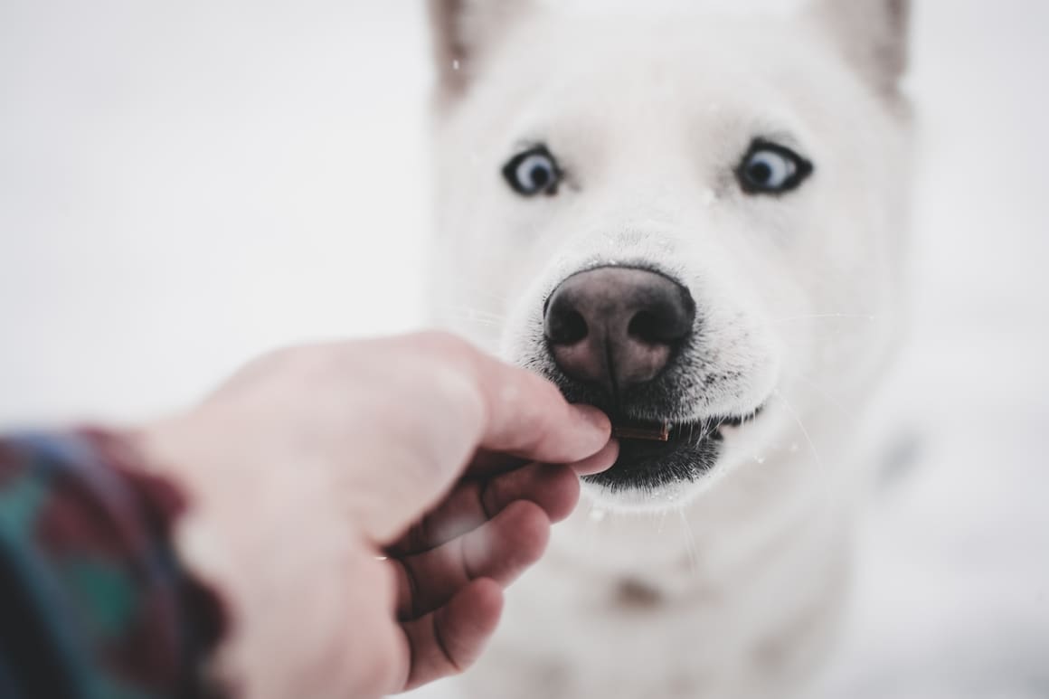 White dog breed eating out of the hand of a man