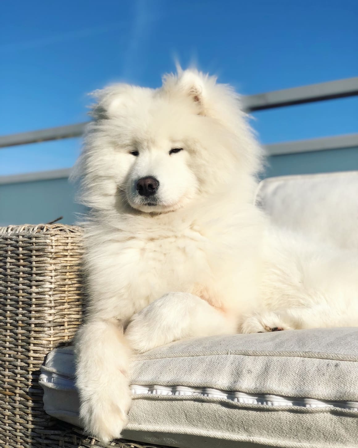 big furry white dog