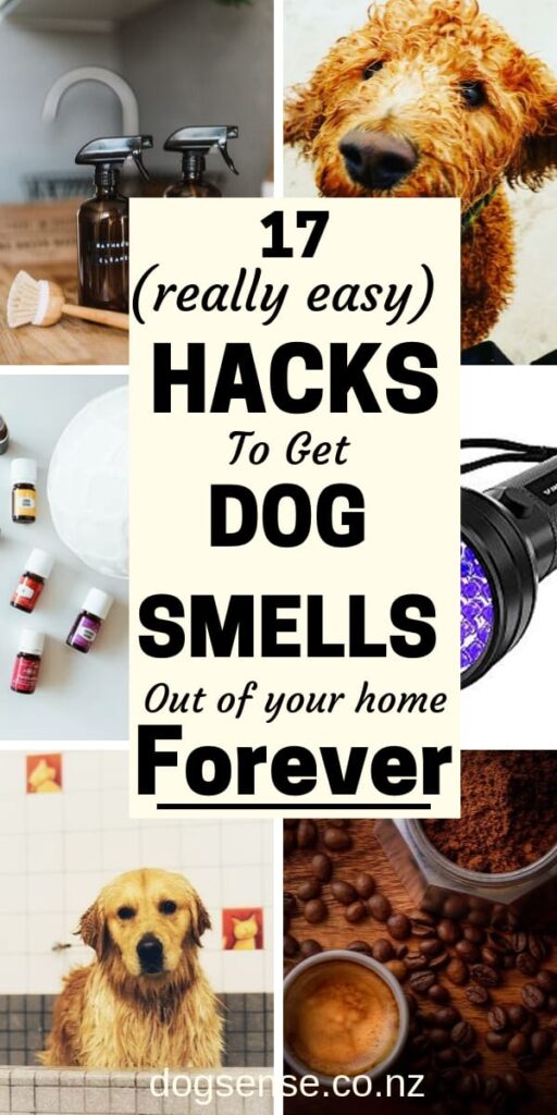 How to Get Rid of Dog Smell from Anywhere in Your Home