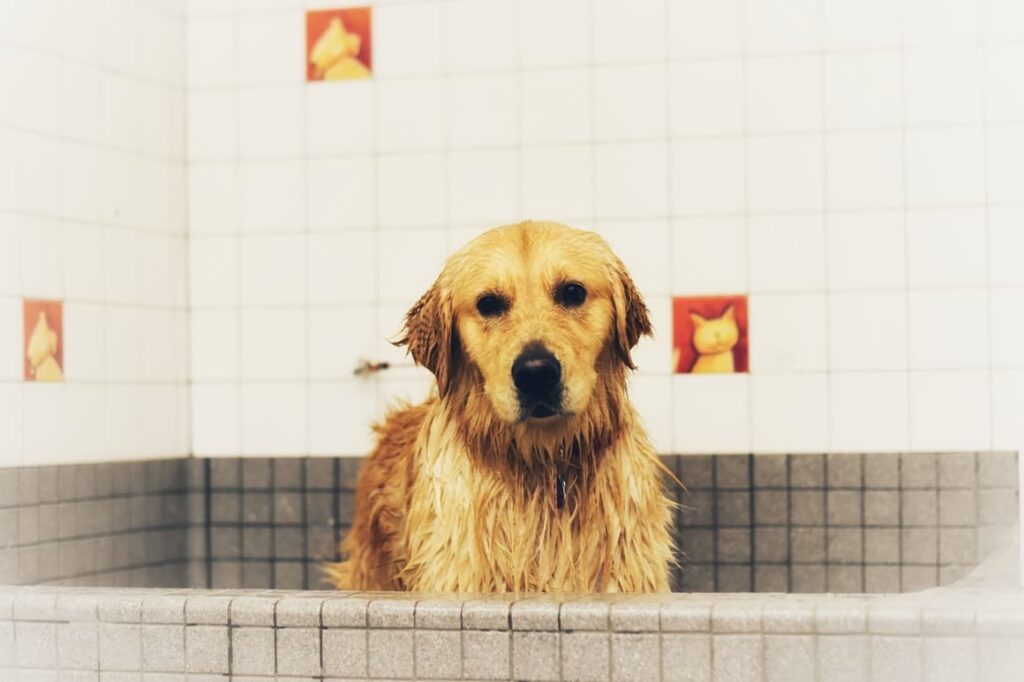 Wet Dog In The Bath