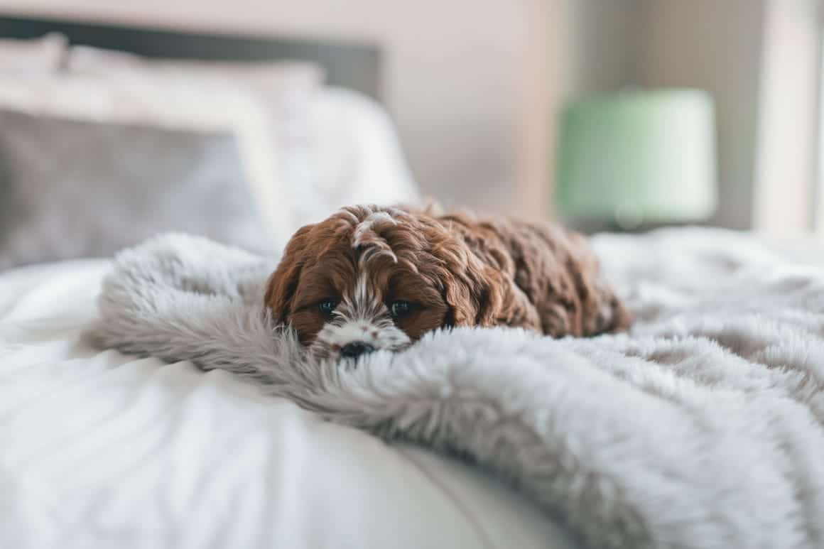 dog sleeping on the bed