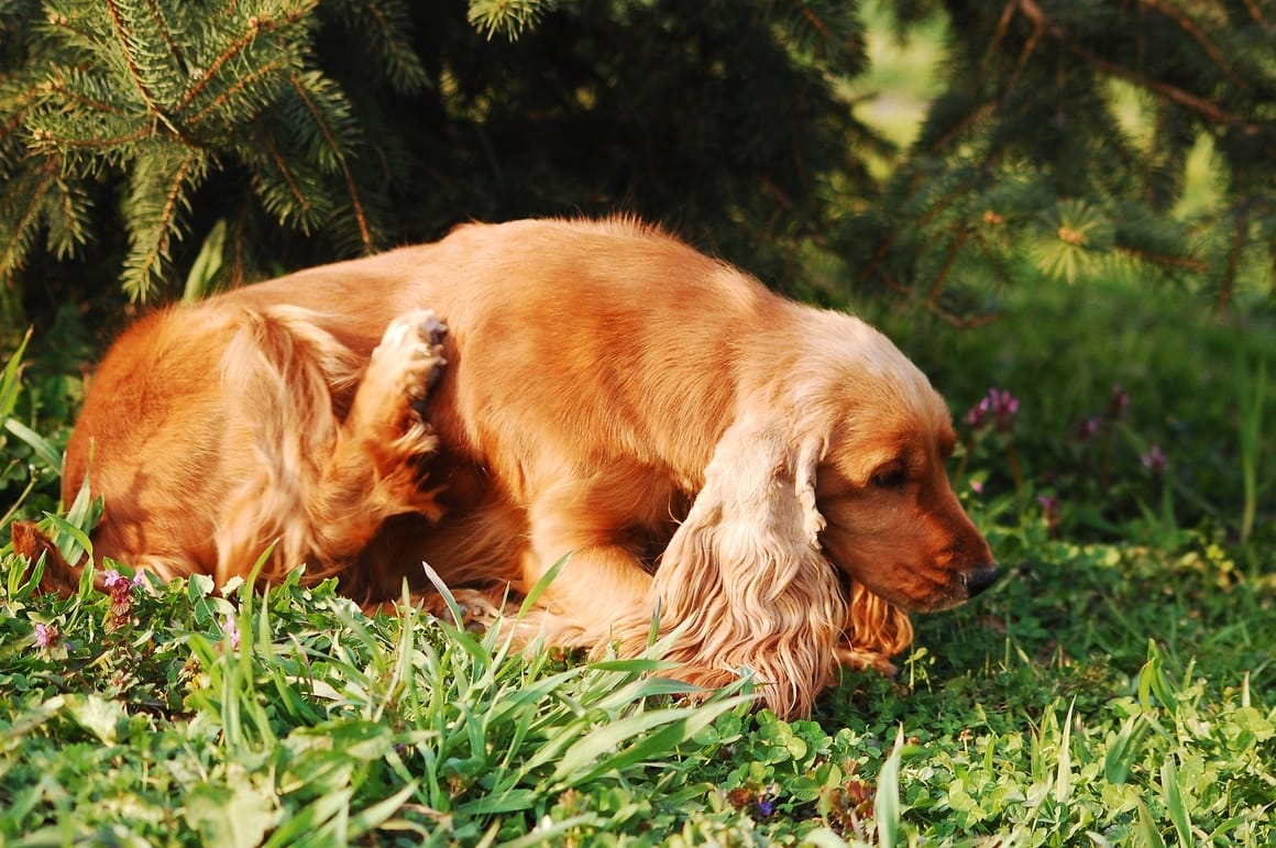 dog scratching at fleas. 