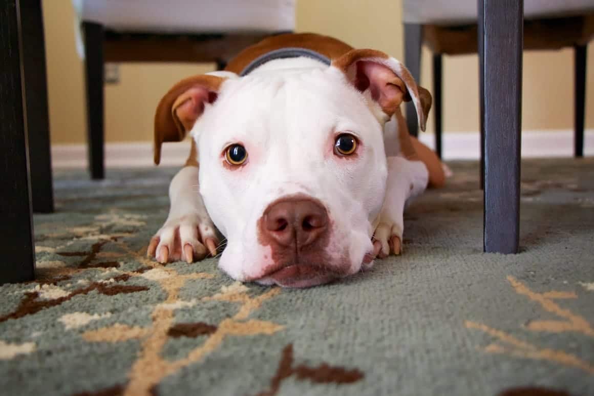 dog hiding under the table