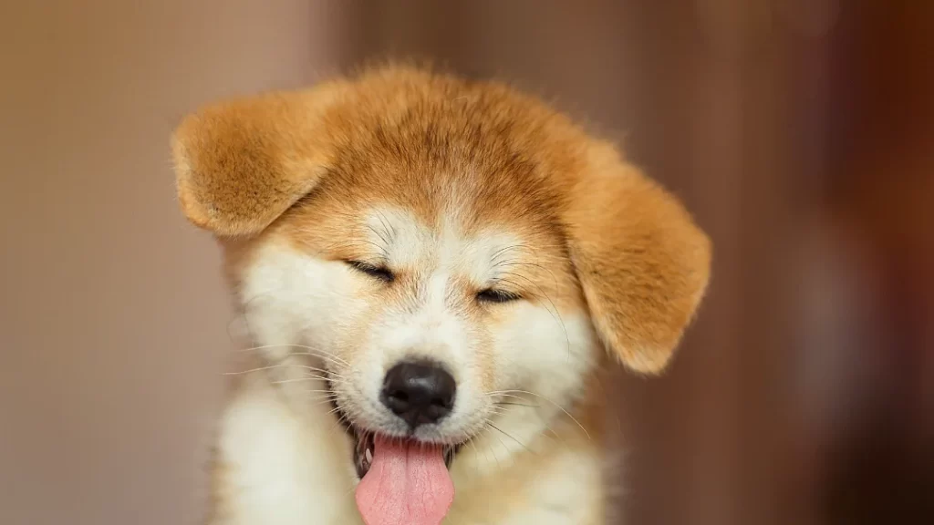 A brown and white puppy with his eyes close. Mental stimulation for puppies.