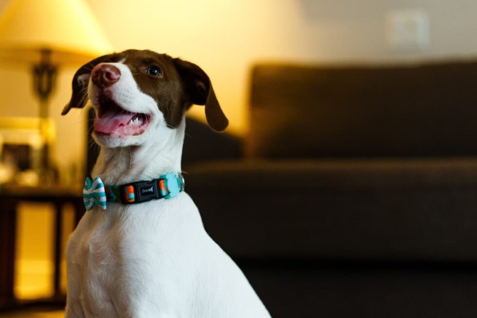 21 (Super Easy) Ways To Mentally Stimulate Your Dog Dog Sense