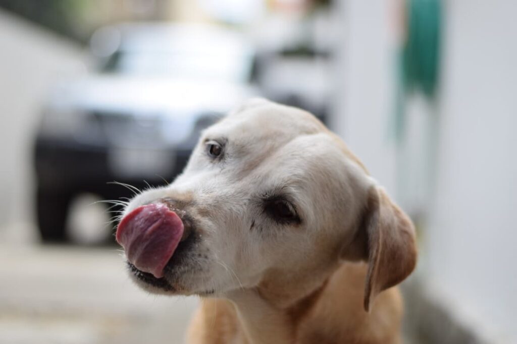 Dog licking his lips after eating a dog treat 