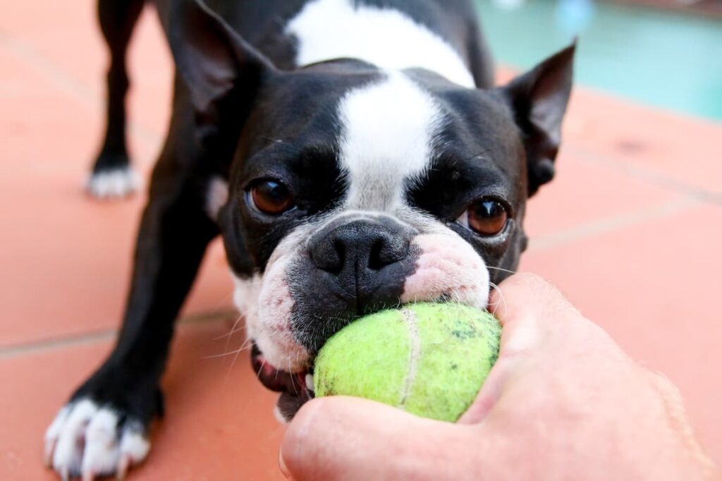 Dog biting a ball in a mans hand. Mental stimulation for dogs