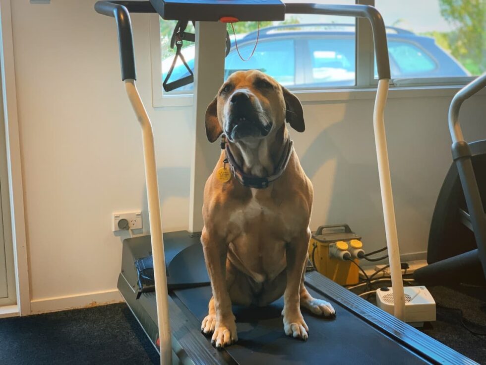 21 (Super Easy) Ways To Mentally Stimulate Your Dog Dog Sense