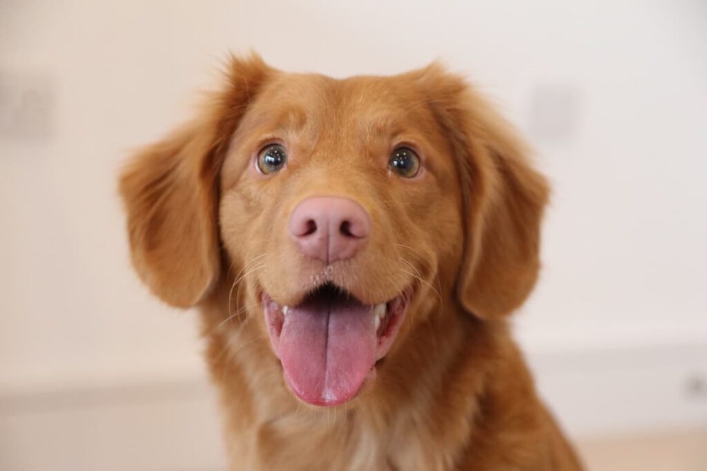 Dog waiting for a treat