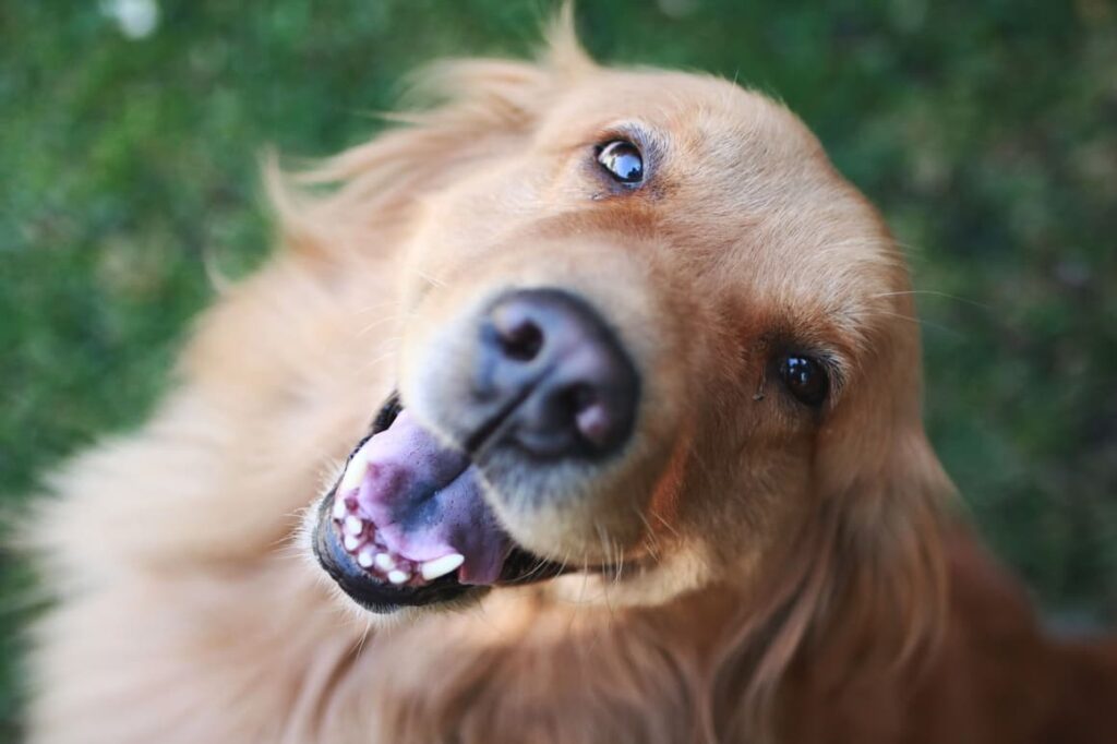 Dog smiling