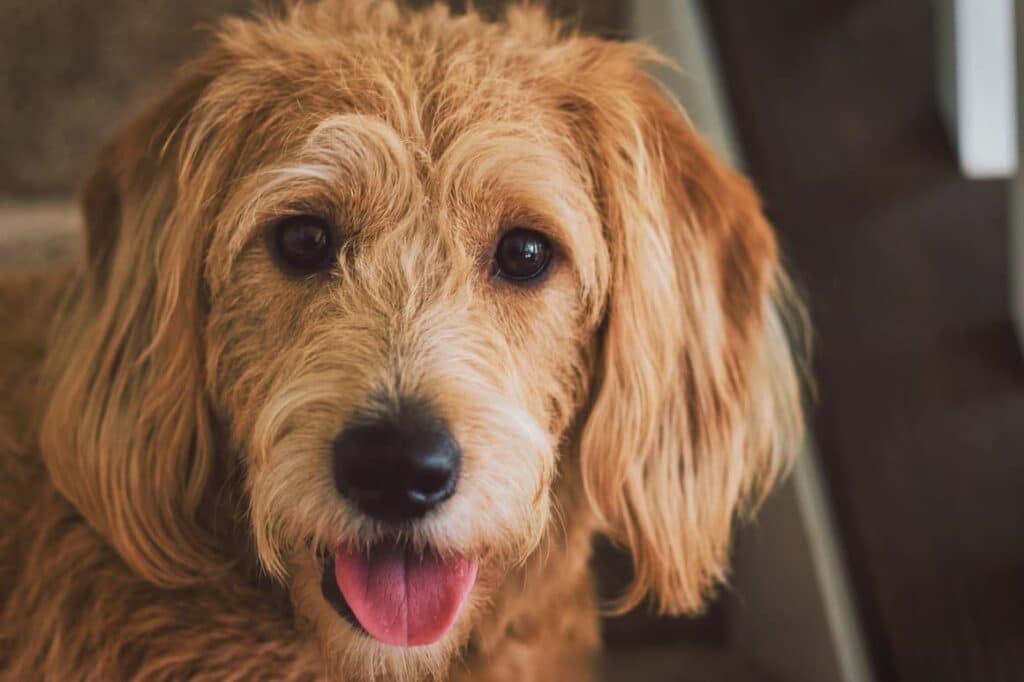 Dog waiting for a treat