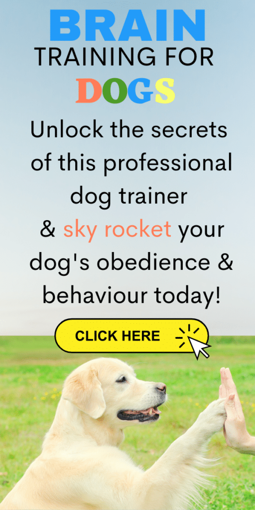 5 ways to mentally stimulate your dog – Go Dogo