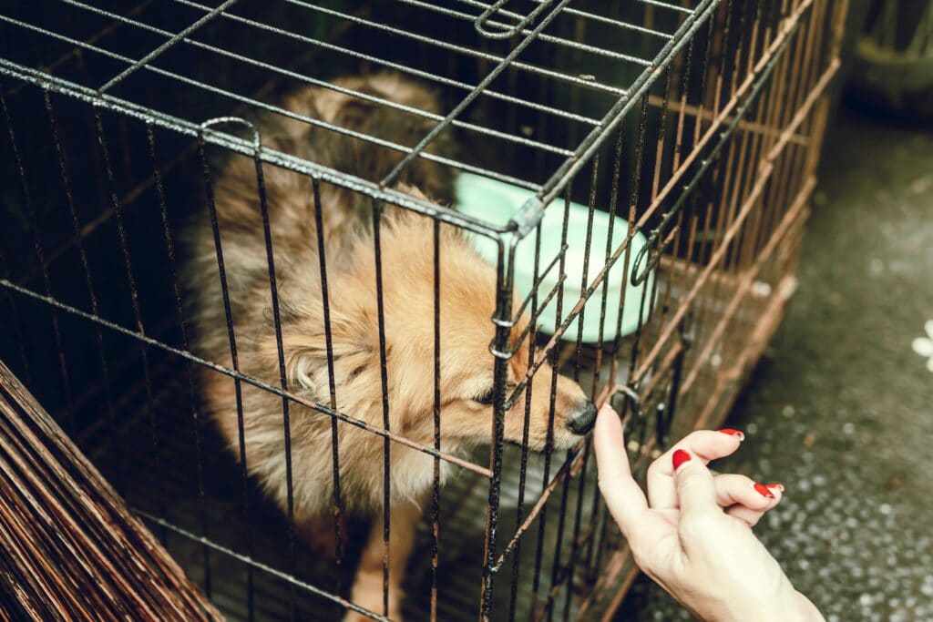 Crate training a puppy