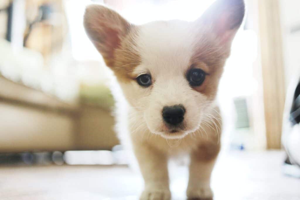 A puppy waiting to be trained in a crate