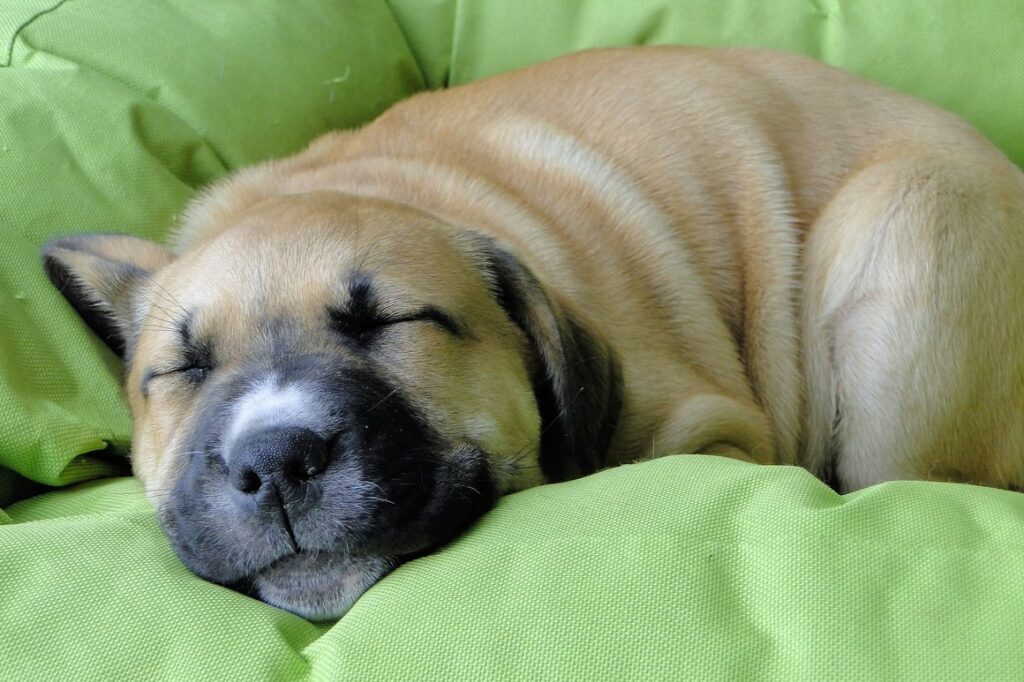 A puppy sleeping in her crate