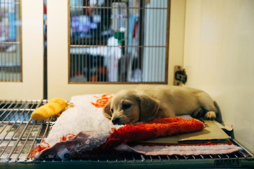 A puppy on top of a crate. C