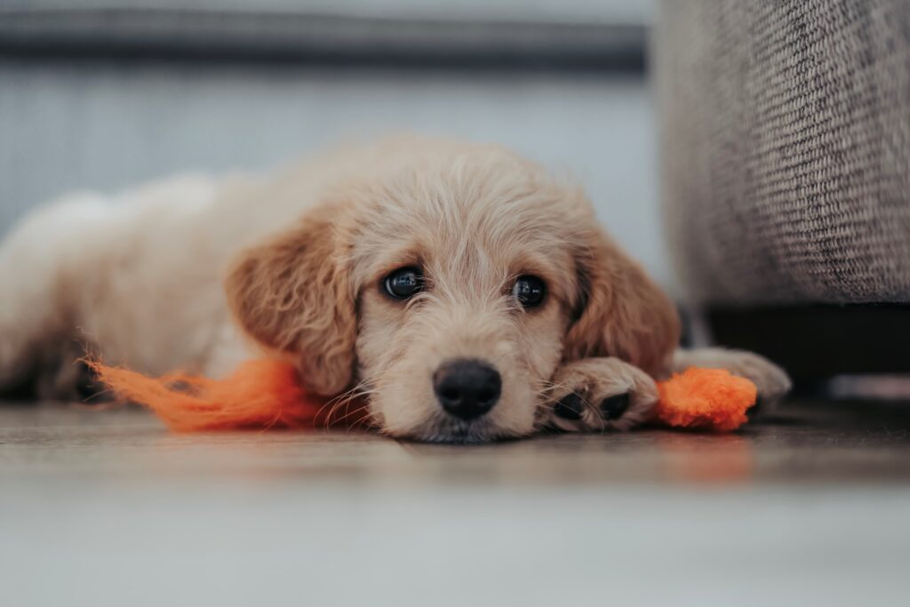 puppy laying down on a blanket outside his crate