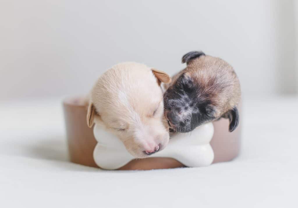 Two pups in a bed. Crate training a puppy