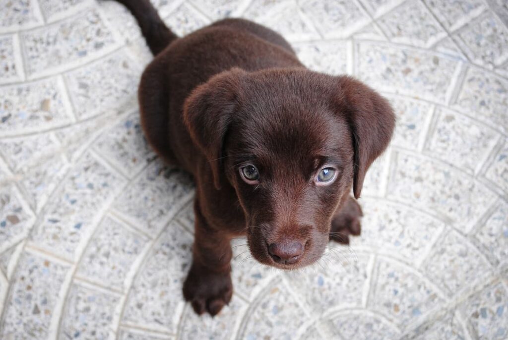 Puppy waiting for a treat after doing well in crate training exercises!