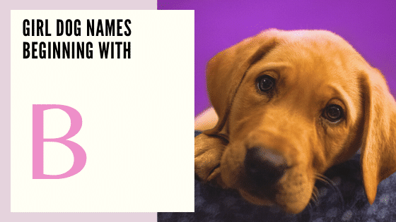 Female Dog Names Beginning With B