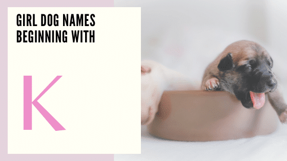 Girl Dog Names Beginning With K