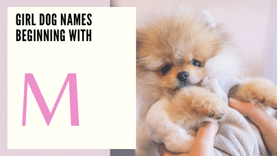 Girl Dog Names Beginning With M