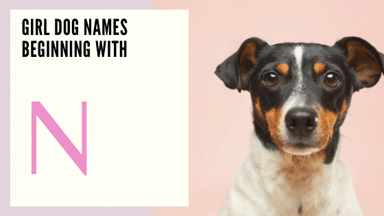 Girl Dog Names Beginning With N