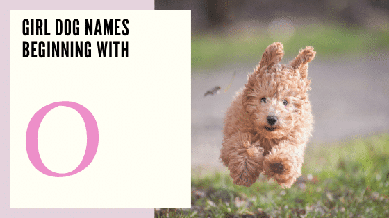 Girl Dog Names Beginning With O