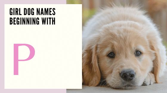 Female puppy Dog Names Beginning With P