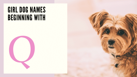 Girl Dog Names Beginning With Q