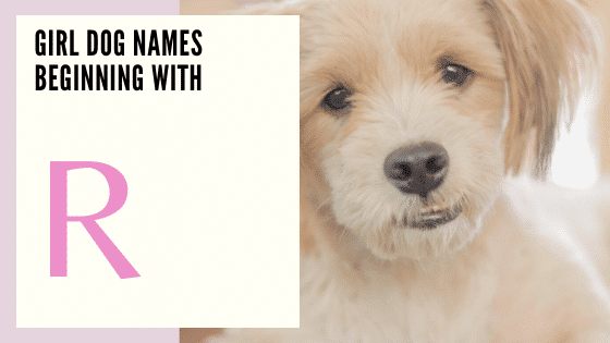 Girl Dog Names Beginning With R