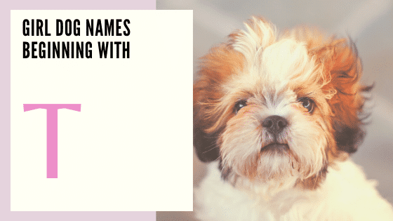 Girl Dog Names Beginning With T