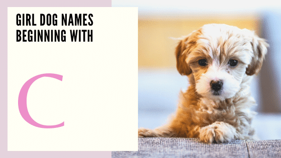 Girl Dog Names Beginning With C