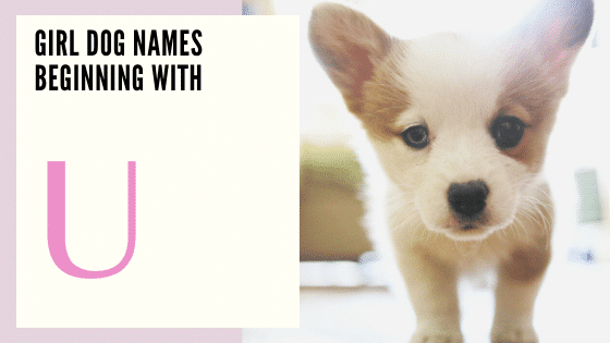 Girl Dog Names Beginning With U