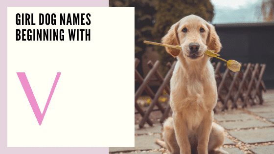  Dog Names for girls Beginning With V