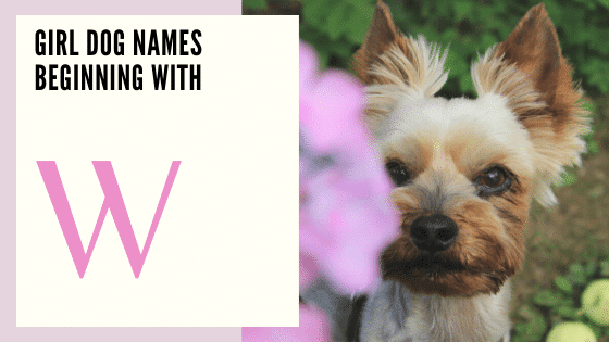 Girl puppy Dog Names Beginning With W