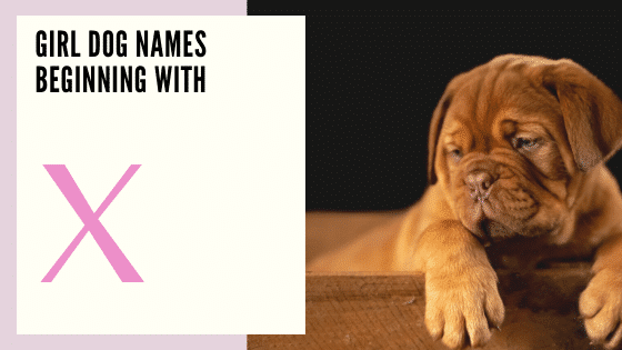 Girl Dog Names Beginning With W