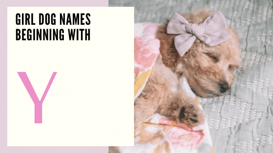 Female Dog Names Beginning With Y