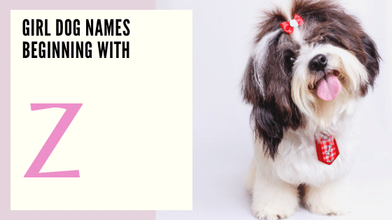 Girl Dog Names Beginning With Z