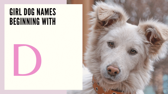 Names for female dogs Beginning With D