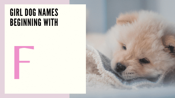 Girl Dog Names Beginning With F