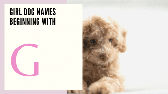 Girl Dog Names Beginning With G