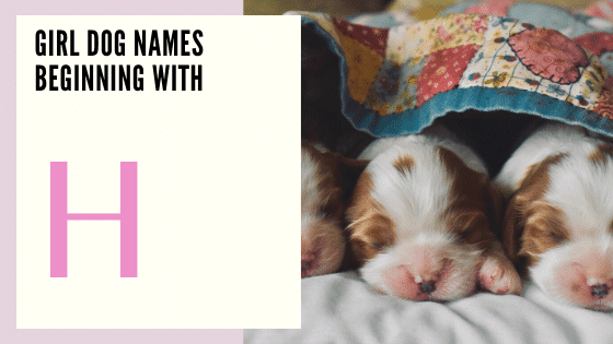 Girl Dog Names Beginning With H