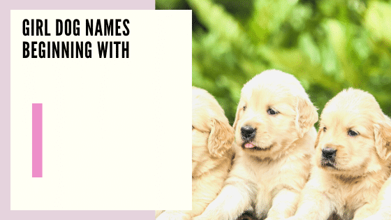 Girl Dog Names Beginning With I