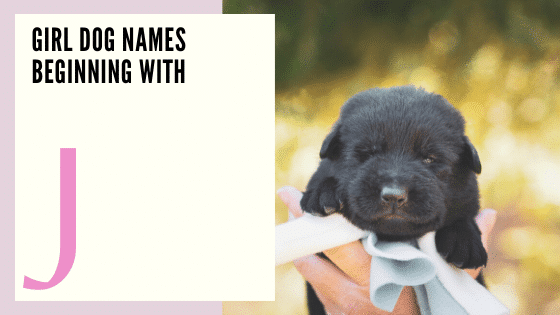 Girl Dog Names Beginning With J