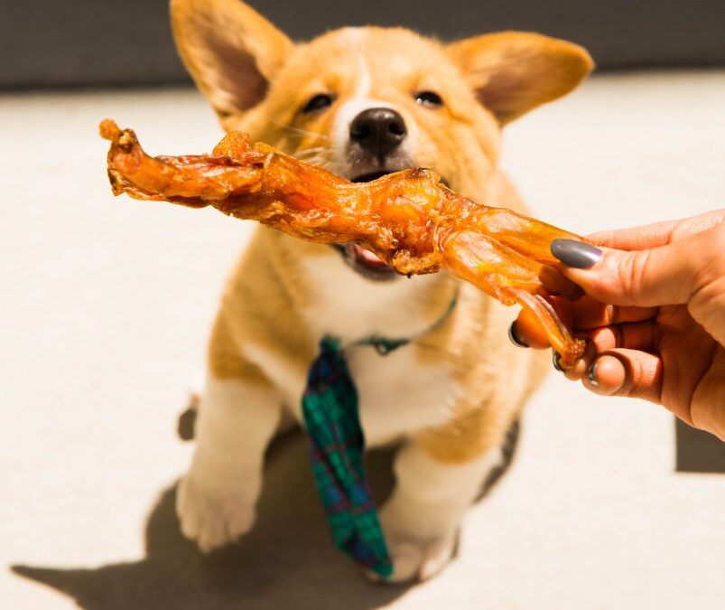 Long Lasting Dog Chews To Keep Pup Happy