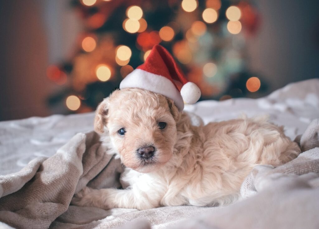 A puppy in front of a Christmas tree with a santa hat on