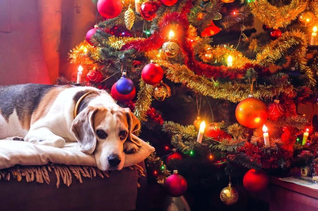 Dog laying in front of a Christmas tree